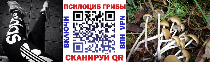 где можно купить   Ряжск  Галлюциногенные грибы Magic Shrooms 